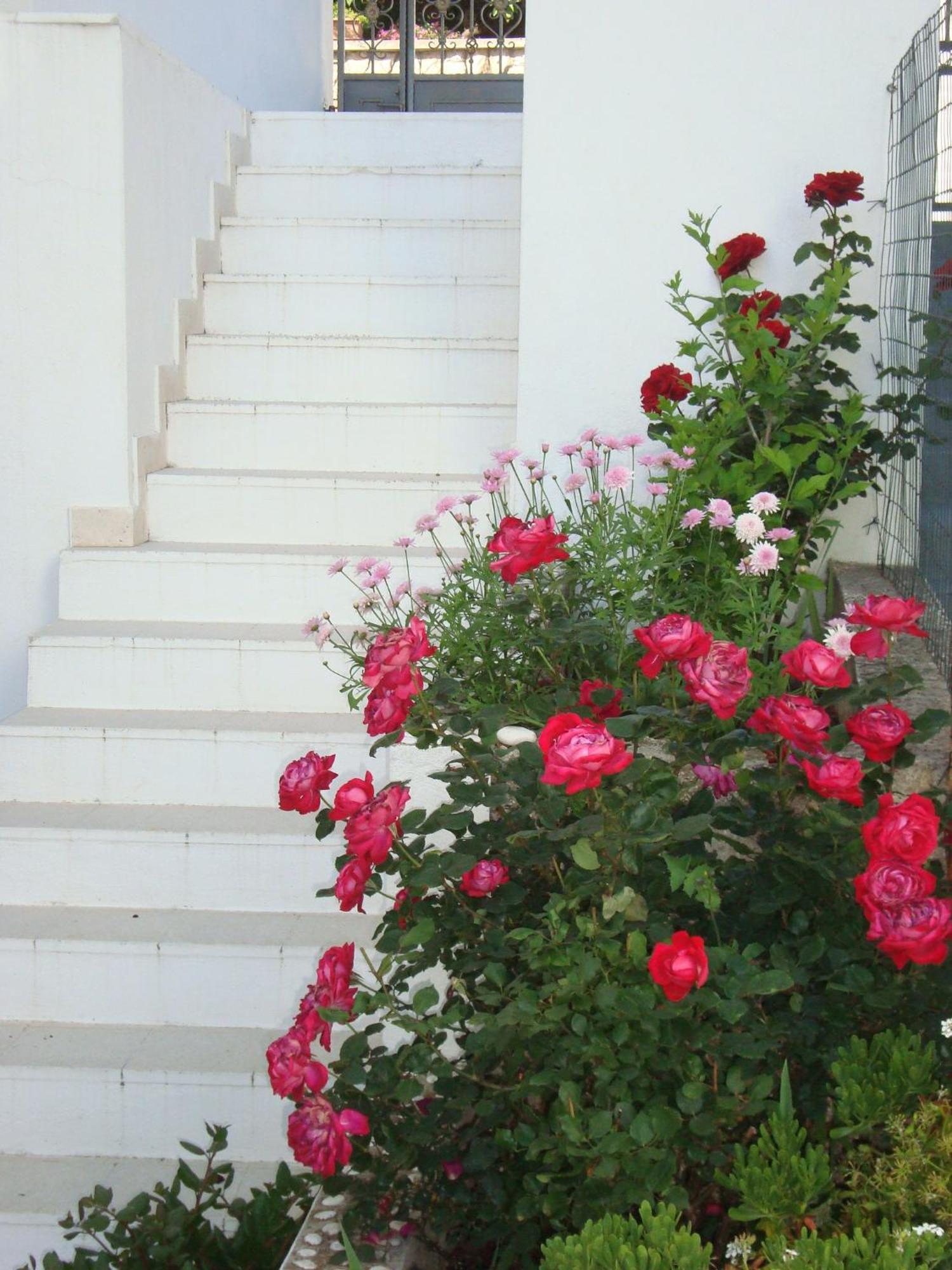 Guesthouse Iva Hvar Town Luaran gambar